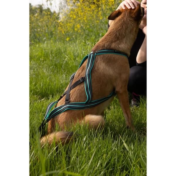Hunddragsele - OLYMPIA - XL - X-back typ - Blå