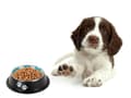 Miniatyrbilde 10 av 10: Halkfri Hundskål / Vattenskål / Anti-slip Matskål - Hund & Katt