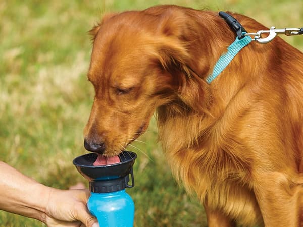 Reseflaska hundskål 0,5l