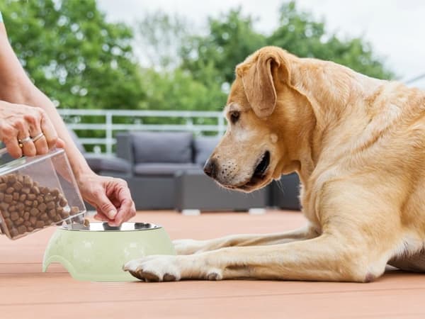 Hundematskål / Vannskål til Hund - 1,2L