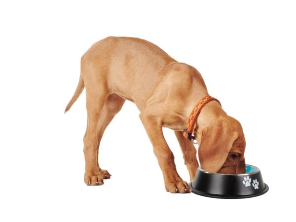 Hundmatskål / Vattenskål för Hund - 1L