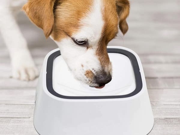 Flytande vattenskål för hund och katt 1l icke-stänkande slow drinker