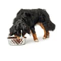 Miniatyrbild 3 av 8: Hundmatare Hunter Silikon Rostfritt stål 550 ml