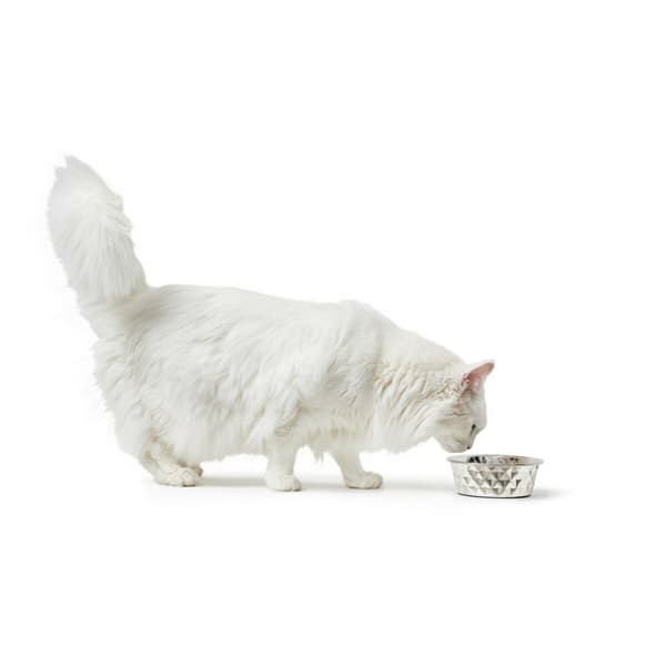 Hundmatare Hunter Silikon Rostfritt stål 550 ml