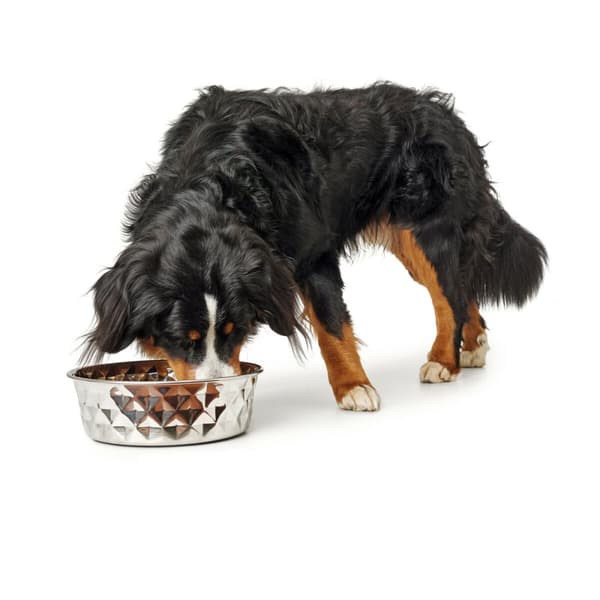 Hundmatare Hunter Silikon Rostfritt stål 2,6 L