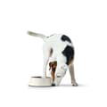 Miniatyrbillede 2 af 3: Hund Feeder Hunter Sort 1,4 L Melamin