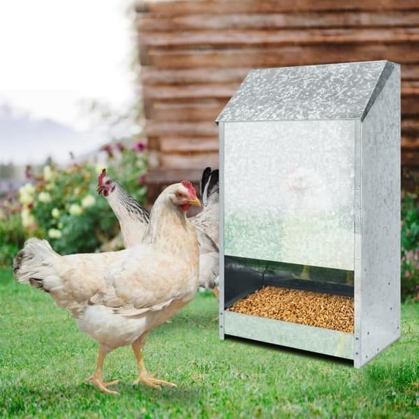 Automatisk foderautomat - YUENFONG - Feedomatic - Rostfritt stål - 50 kg - För fjäderfä