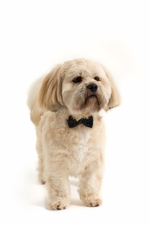 MC-Pet food skål 18cm Heart Paw
