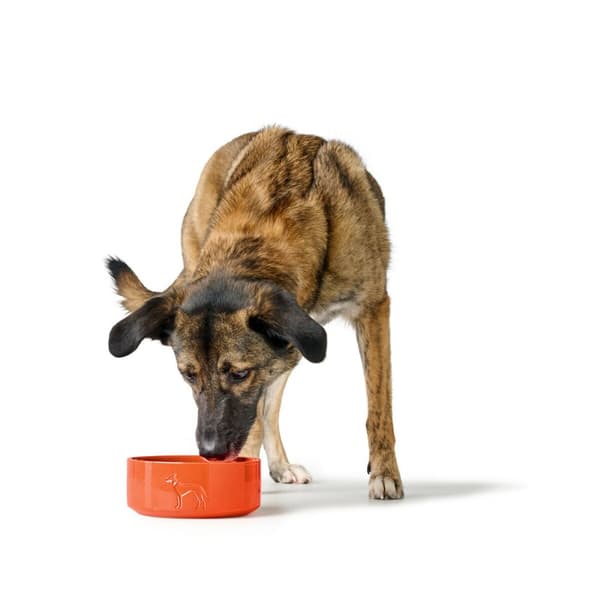 Hundmatare Hunter OSBY Orange