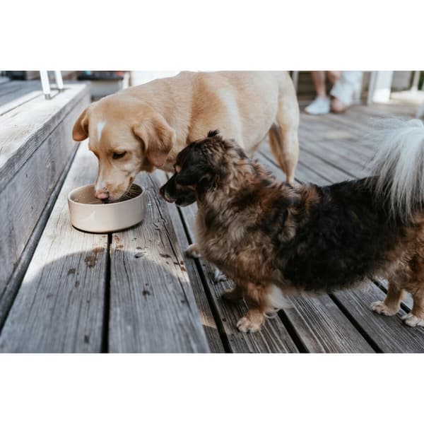 Hund Feeder Hunter OSBY