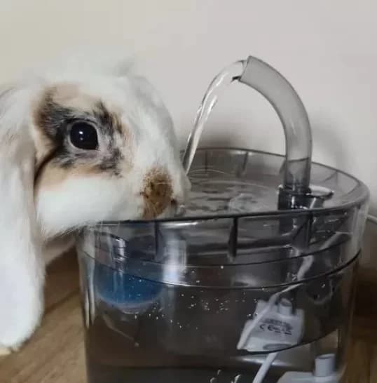 Vattenfontän för hund och katt, 2 liter