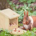 Miniatyrbild 2 av 6: Relaxdays Wooden Squirrel Feeder HxBxD: 17,5 x 12 x 25 cm Heavy Duty Solid, Green