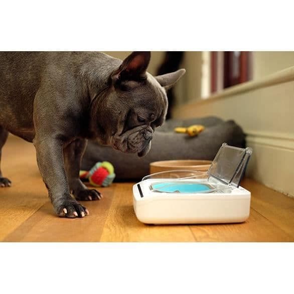 SUREFEED Anti-Odor Automatic Cat Food Dispenser - Vit (levereras med enkel skål)