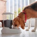 Miniatyrbild 2 av 2: FERPLAST Zenith 3L livsmedelsdispenser av plast - 29,2x20,2x28,8 - Blå - Hund och katt