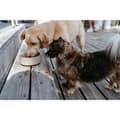 Miniatyrbild 3 av 5: Hundmatare Hunter OSBY Beige Keramik 1,1 L