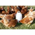 Miniatyrbillede 2 af 2: Automatisk feeder Kerbl Hvid Plastik