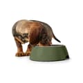 Miniatyrbillede 4 af 4: Hund Feeder Hunter Grøn 350 ml
