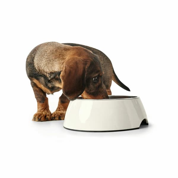 BRUKT Hundemater Hunter Hvit Melamin 1,4 L (Fikset A)