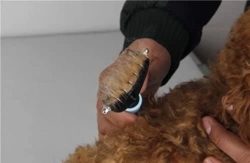 INF Tovutredare underullskam för hund och katt Svart + Blå