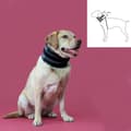 Miniatyrbillede 2 af 2: Cervikal krave til hunde KVP Sort (6-28 cm)
