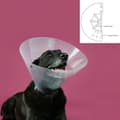 Miniatyrbild 2 av 2: Elizabethan Hundhalsband KVP Betsy Transparent (45-56 cm)