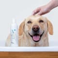 Miniatyrbillede 4 af 4: Shampoo til kæledyr VETEXPERT                                 250 ml