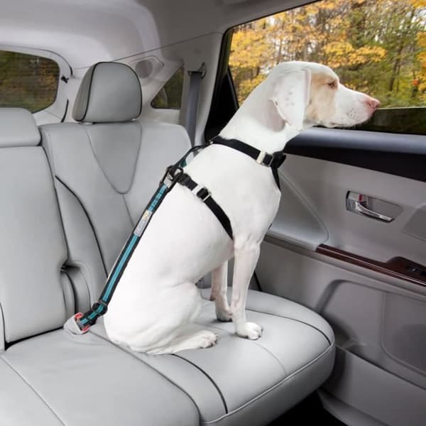 DIREKT TILL SEATBELT™ Dog Safety Tether - Blå
