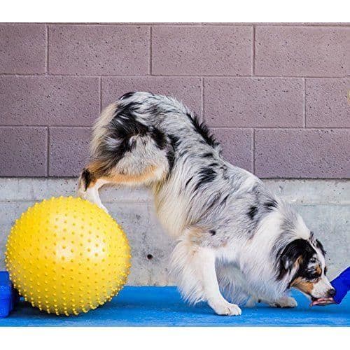 FITPAWS Traxpeanut träningstillbehör för hundar 40 cm - IFPKTPYL40