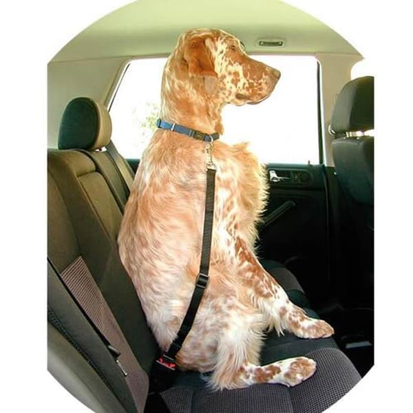 Ibañez Dogway säkerhetsbälte BELT 2x45-70 cm