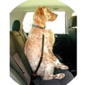 Miniatyrbild 2 av 4: Ibañez Dogway säkerhetsbälte BELT 2x45-70 cm