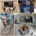 Miniatyrbillede 7 af 11: TRANSPORTTASKE Hund Kat Rejsebærer
