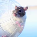Miniatyrbild 3 av 6: Relaxdays Boule hamster, leksak för gnagare, tillbehör, mus, optimal lufttillförsel, plast, 14 cm, genomskinlig