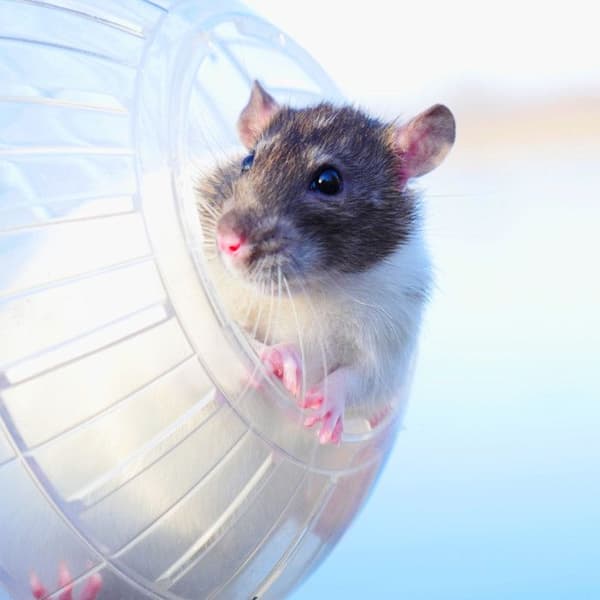 Relaxdays Boule hamster, leksak för gnagare, tillbehör, mus, optimal lufttillförsel, plast, 14 cm, genomskinlig