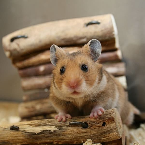 Relaxdays Boule hamster, leksak för gnagare, tillbehör, mus, optimal lufttillförsel, plast, 14 cm, genomskinlig