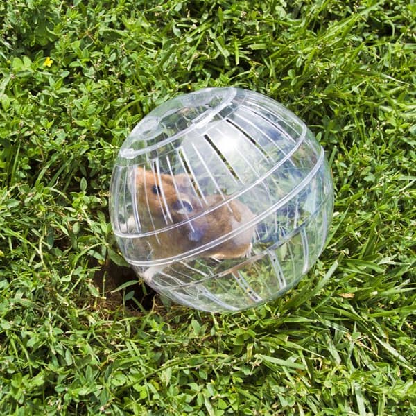 Relaxdays Boule hamster, leksak för gnagare, tillbehör, mus, optimal lufttillförsel, plast, 14 cm, genomskinlig