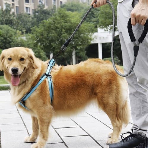 Hundkoppel med Reflex / Koppel för Hund - 5m