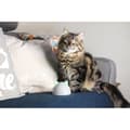 Pikkukuva 4 / 6: Sure Petcare Hub - Valkoinen - Yhteensopiva Sure Petcare Connect -tuotteiden kanssa (Tallentaa jopa 10 Connect-tuotetta)