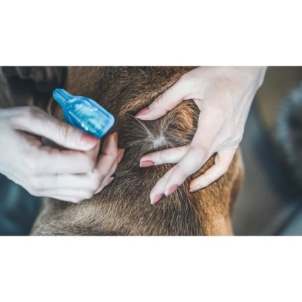 VETOCANIS Pipet Action Duo Spot on - Loppe- og flåtmiddel til store hunde - Sæt med 2 pipetter