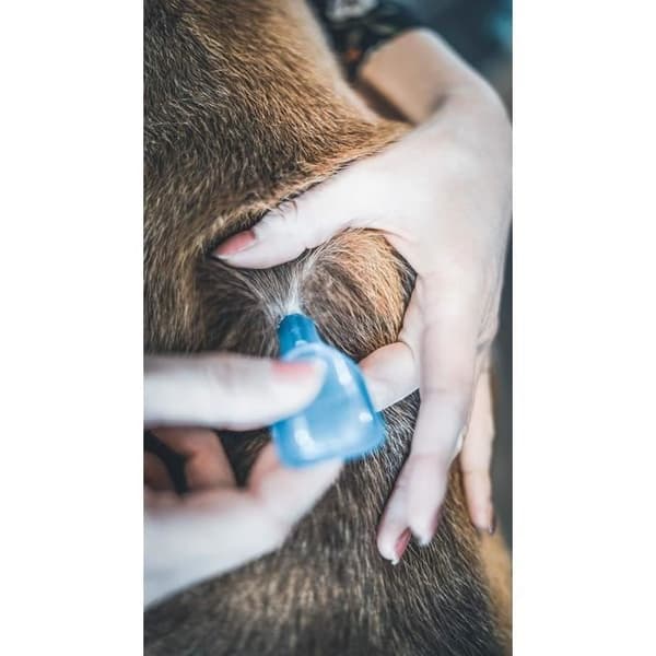 VETOCANIS Pipet Action Duo Spot on - Loppe- og flåtmiddel til store hunde - Sæt med 2 pipetter