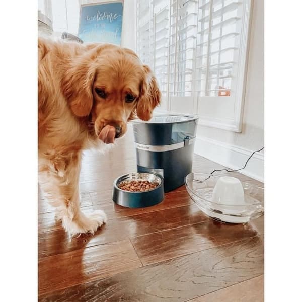 PetSafe Smart Feed automatisk foderautomat til hunde/katte med timer og skål i rustfrit stål, 13,5 cm