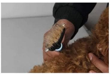Tovutredare underullskam för hund och katt Grön/Svart