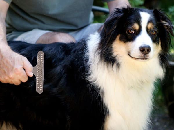 Djurkam för Hund & Katt
