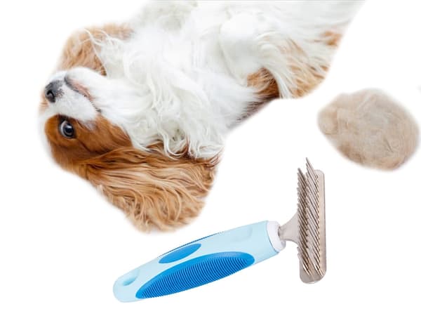 Djurkam för Hund & Katt