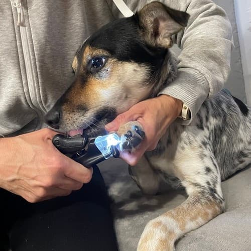 Kloklippare med LED / Nagelklippare för Hund & Katt - Klippare