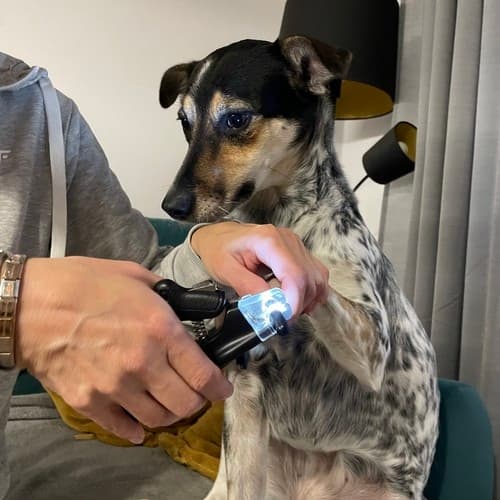 Kloklippare med LED / Nagelklippare för Hund & Katt - Klippare