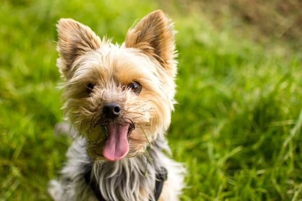 Oromed ORO-PET CLIPPER MAX hundklippare