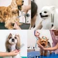 Pikkukuva 2 / 7: Premium-koirankarvanleikkurisarja - Sakset koirille