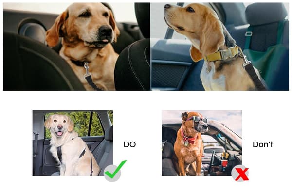 INF Justerbart säkerhetsbälte för hund Svart