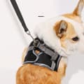 Miniatyrbilde 3 av 4: INF Pustende hundesele og bånd