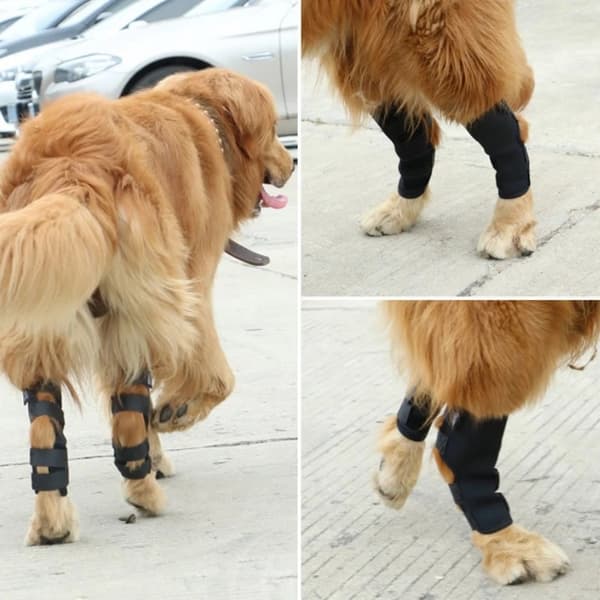 INF Pustende hundebeinseler for ACL, leddgikt, leddsmerter